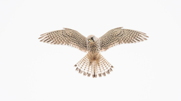 Turmfalke (falco tinnunculus) - Berlin/Germany