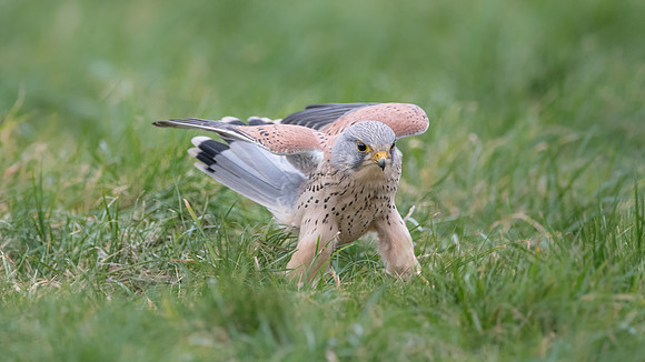 Turmfalke (falco tinnunculus) - Berlin/Germany
