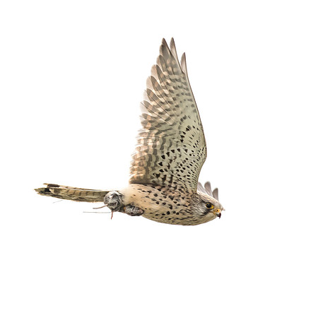Turmfalke (falco tinnunculus) - Berlin/Germany