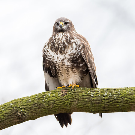 Mäusebussard (buteo buteo) - Berlin/Germany