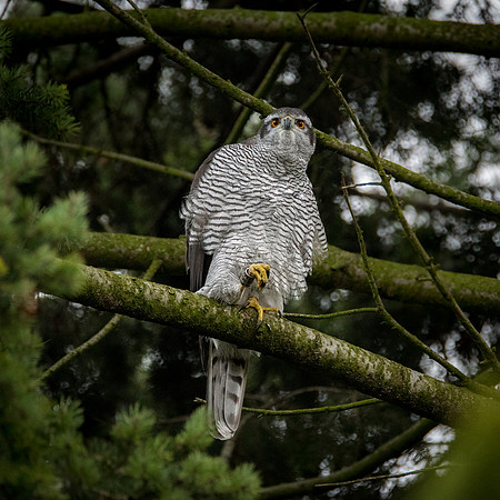 Habicht (accitpiter gentiles) - Berlin/Germany