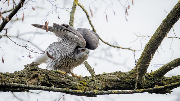 Habicht (accitpiter gentiles) - Berlin/Germany