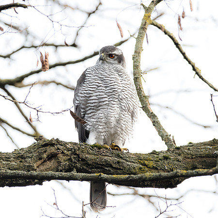 Habicht (accitpiter gentiles) - Berlin/Germany