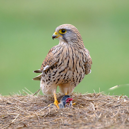 Turmfalke (falco tinnunculus) - Berlin/Germany