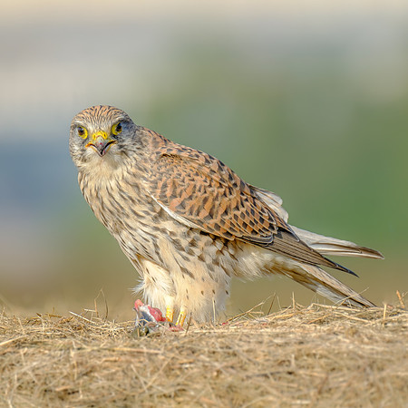 Turmfalke (falco tinnunculus) - Berlin/Germany