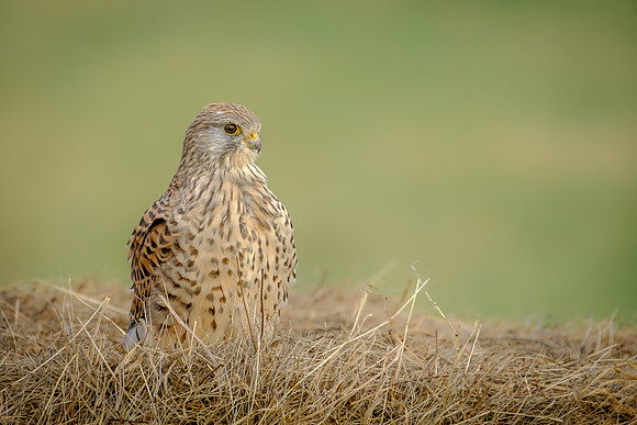 Turmfalke (falco tinnunculus) - Berlin/Germany