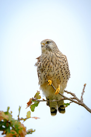 Turmfalke (falco tinnunculus) - Berlin/Germany