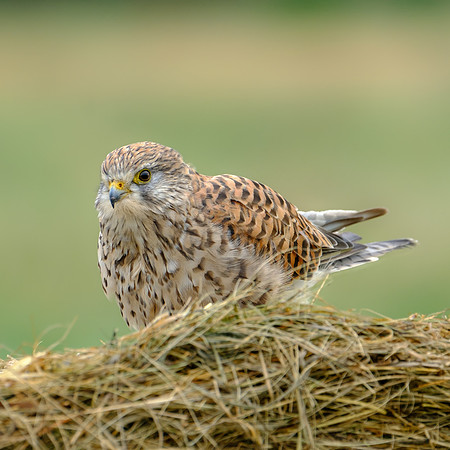 Turmfalke (falco tinnunculus) - Berlin/Germany