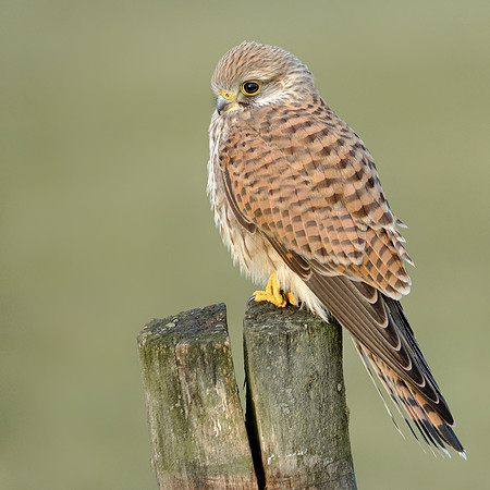 Turmfalke (falco tinnunculus) - Berlin/Germany