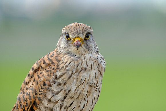 Turmfalke (falco tinnunculus) - Berlin/Germany
