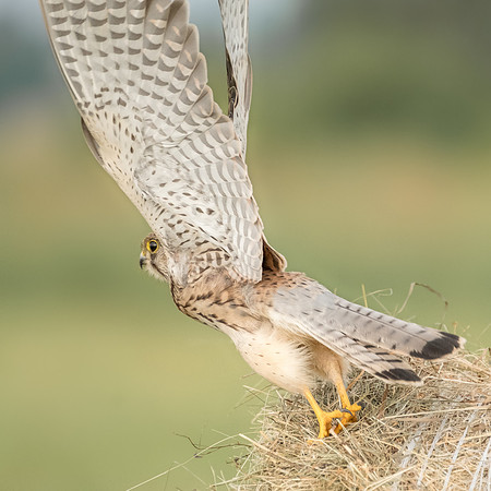 Turmfalke (falco tinnunculus) - Berlin/Germany