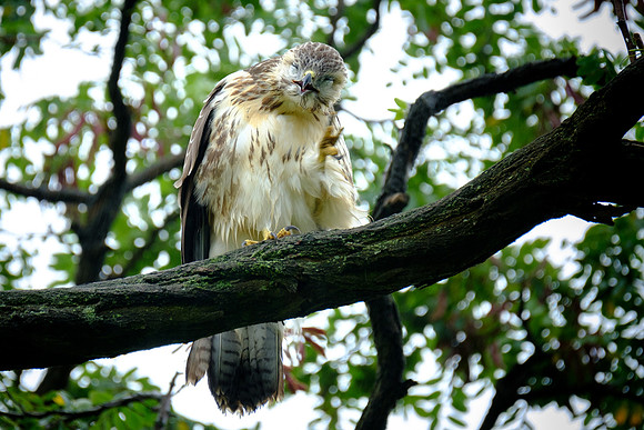 Mäusebussard (buteo buteo) - Berlin/Germany