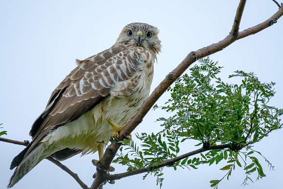 Mäusebussard (buteo buteo) - Berlin/Germany