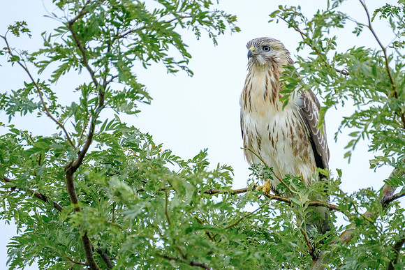 Mäusebussard (buteo buteo) - Berlin/Germany