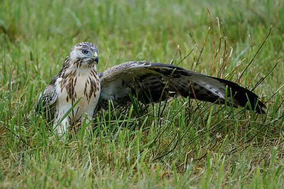 Mäusebussard (buteo buteo) - Berlin/Germany