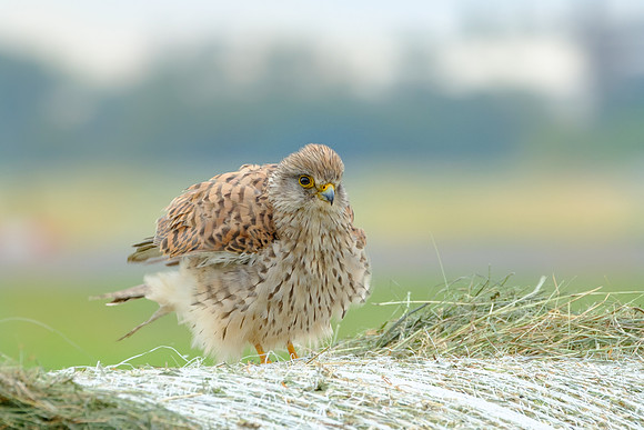 Turmfalke (falco tinnunculus) - Berlin/Germany