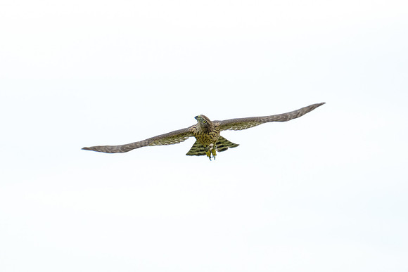 Habicht (accitpiter gentiles) - Berlin/Germany