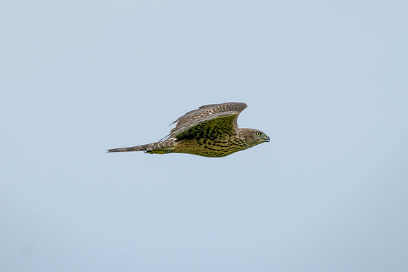 Habicht (accitpiter gentiles) - Berlin/Germany