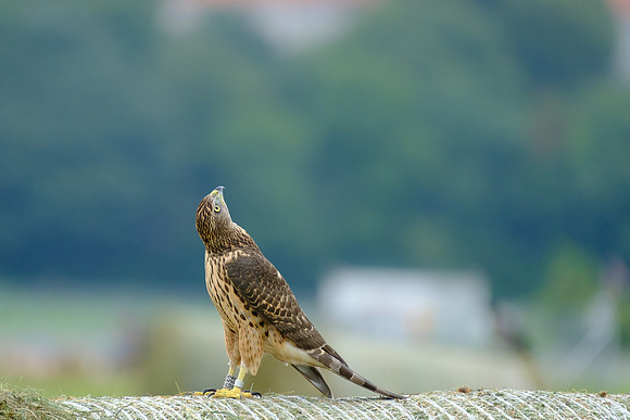 Habicht (accitpiter gentiles) - Berlin/Germany