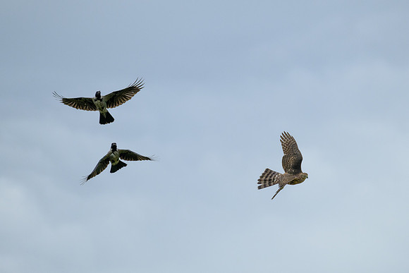 Habicht (accitpiter gentiles) - Berlin/Germany