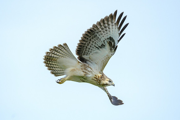 Mäusebussard (buteo buteo) - Berlin/Germany