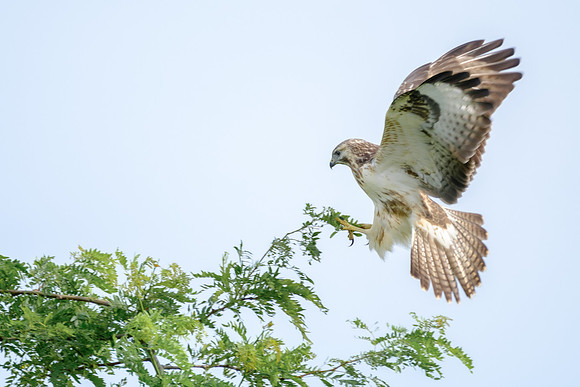 Mäusebussard (buteo buteo) - Berlin/Germany