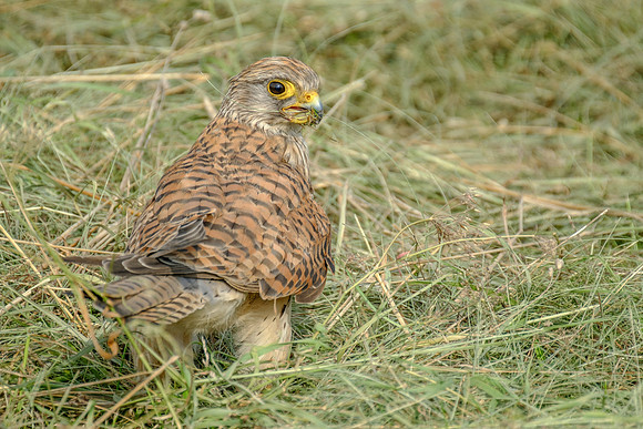Turmfalke (falco tinnunculus) - Berlin/Germany