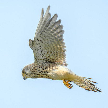 Turmfalke (falco tinnunculus) - Berlin/Germany