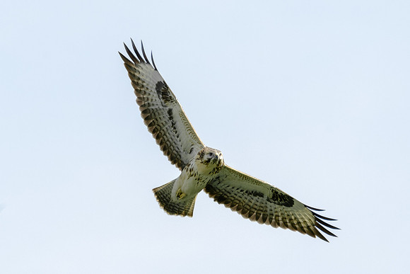 Mäusebussard (buteo buteo) - Berlin/Germany