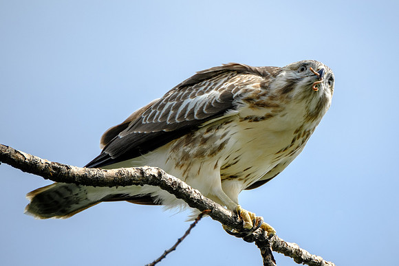 Mäusebussard (buteo buteo) - Berlin/Germany