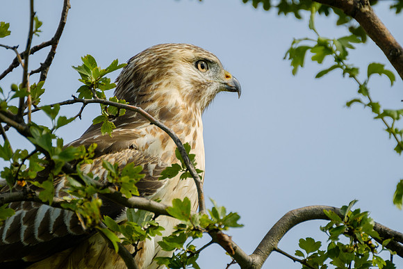 Mäusebussard (buteo buteo) - Berlin/Germany