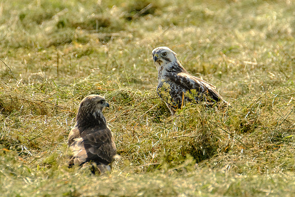 Mäusebussard (buteo buteo) - Berlin/Germany