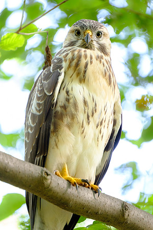 Mäusebussard (buteo buteo) - Berlin/Germany