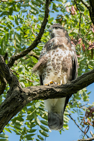 Mäusebussard (buteo buteo) - Berlin/Germany
