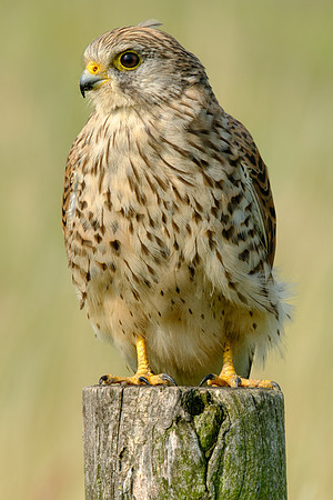 Turmfalke (falco tinnunculus) - Berlin/Germany