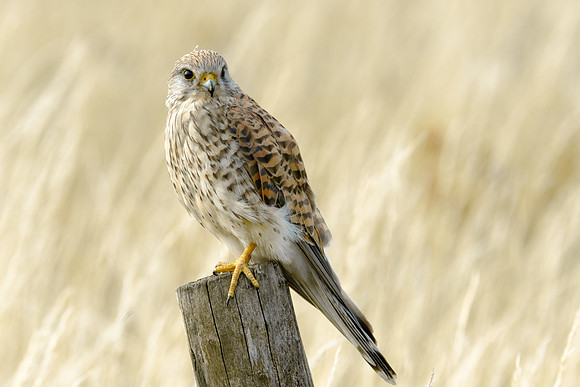 Turmfalke (falco tinnunculus) - Berlin/Germany