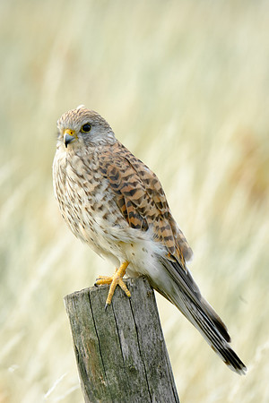 Turmfalke (falco tinnunculus) - Berlin/Germany