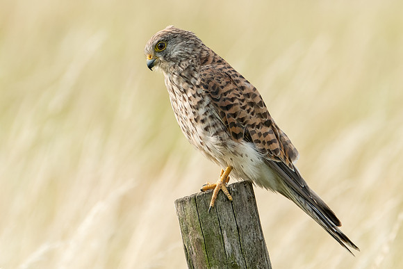 Turmfalke (falco tinnunculus) - Berlin/Germany