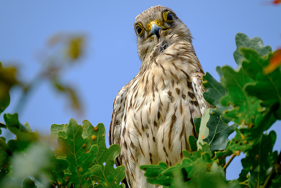 Turmfalke (falco tinnunculus) - Berlin/Germany