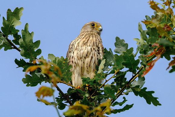 Turmfalke (falco tinnunculus) - Berlin/Germany