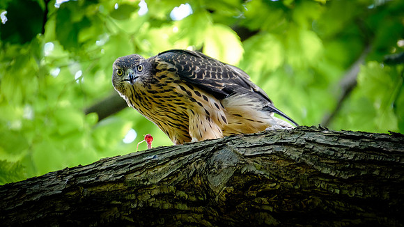 Habicht (accitpiter gentiles) - Berlin/Germany