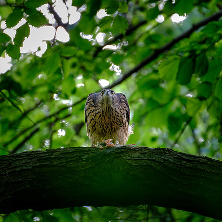 Habicht (accitpiter gentiles) - Berlin/Germany