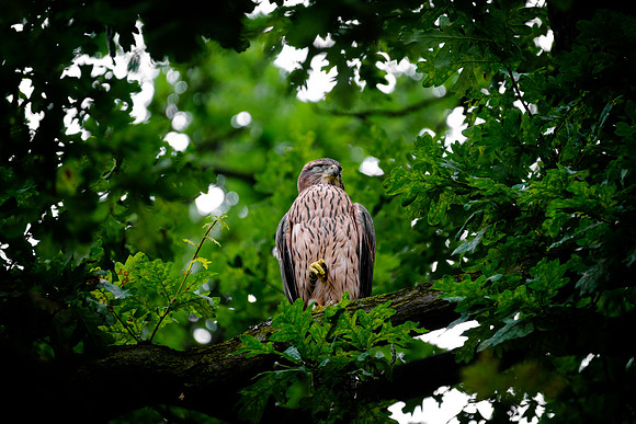 Habicht (accitpiter gentiles) - Berlin/Germany