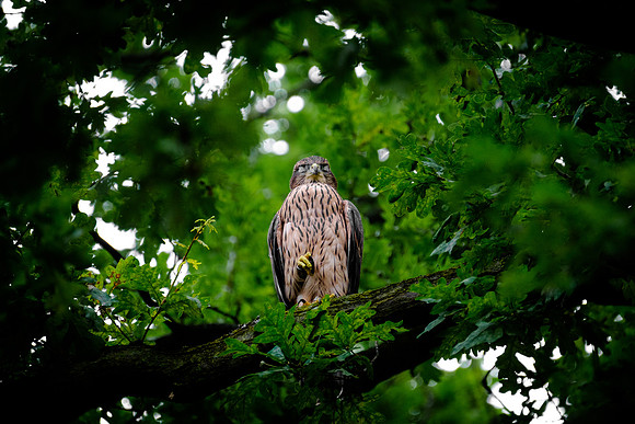 Habicht (accitpiter gentiles) - Berlin/Germany