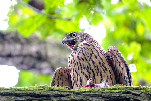 Habicht (accitpiter gentiles) - Berlin/Germany