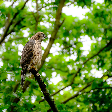 Habicht (accitpiter gentiles) - Berlin/Germany