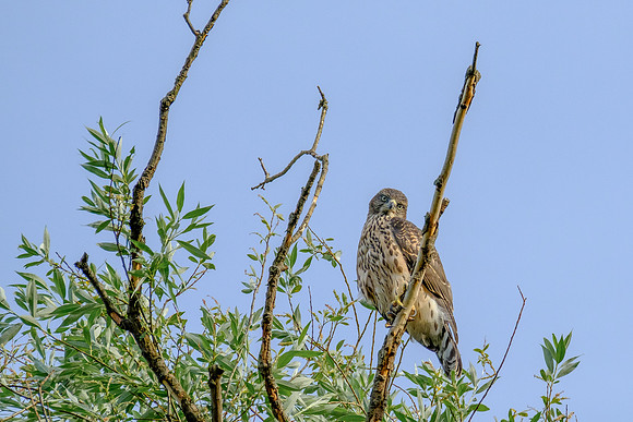 Habicht (accitpiter gentiles) - Berlin/Germany