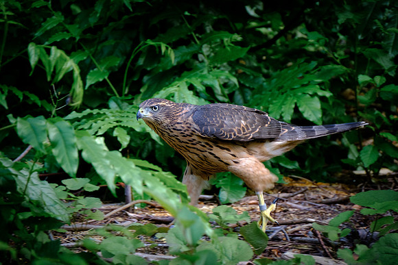 Habicht (accitpiter gentiles) - Berlin/Germany