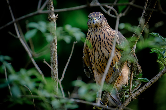 Habicht (accitpiter gentiles) - Berlin/Germany