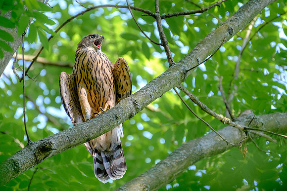 Habicht (accitpiter gentiles) - Berlin/Germany